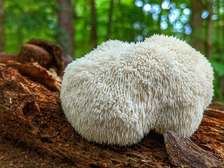 Die Hericium-Wälder: Ein Ökosystem der Artenvielfalt